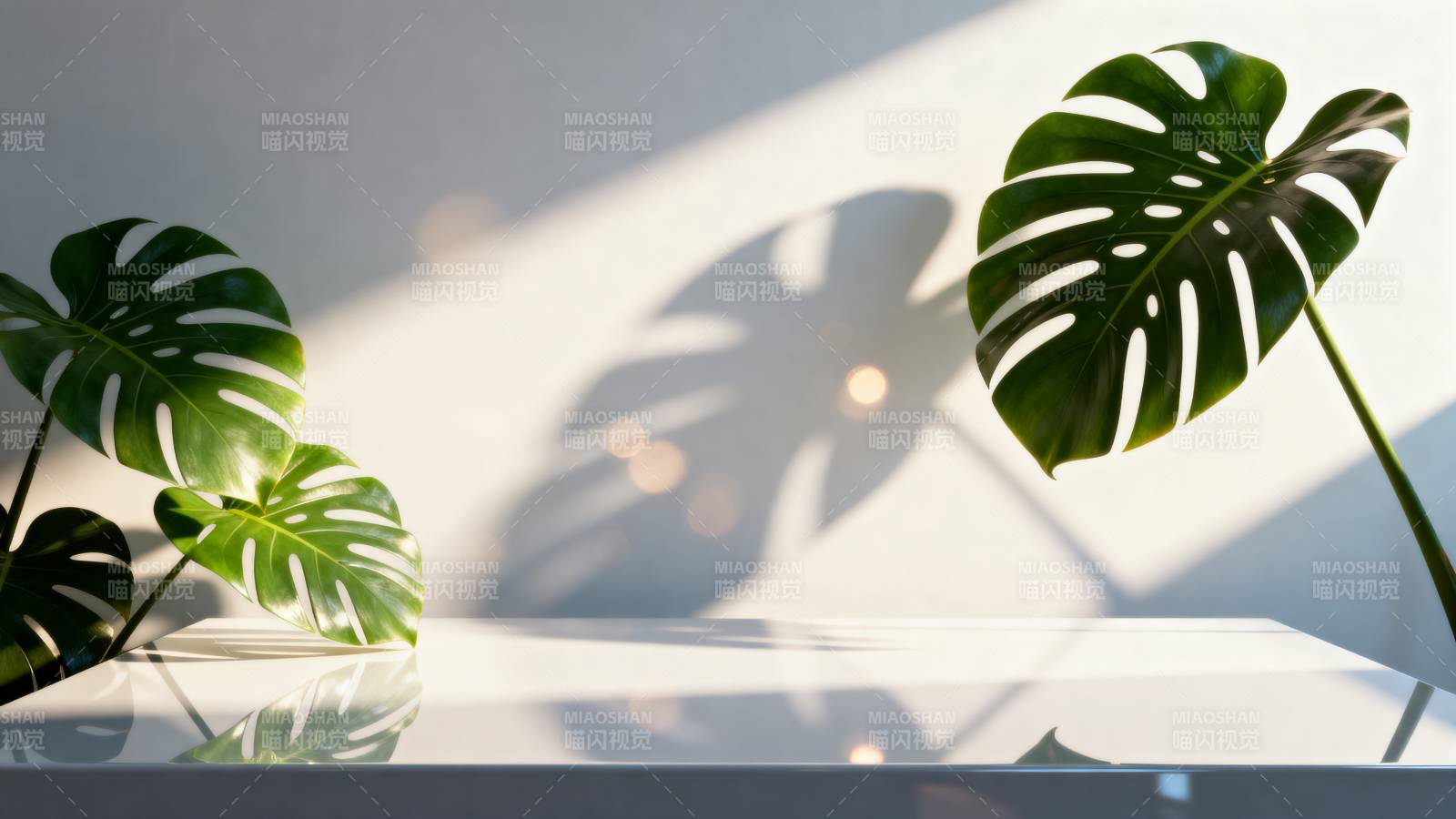 绿叶光影静谧美图片