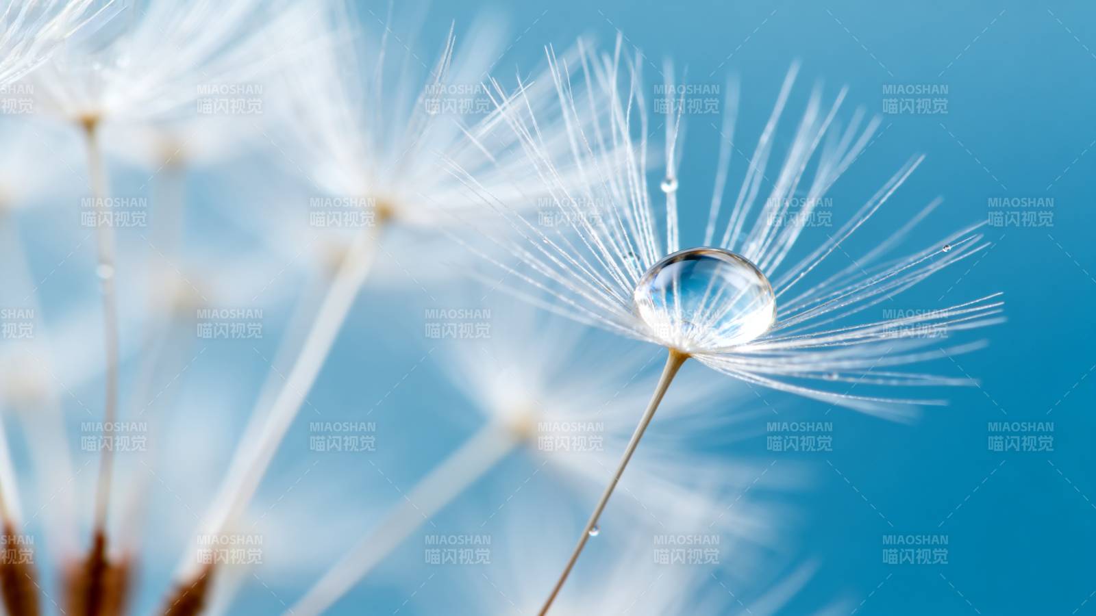 露珠轻吻蒲公英图片