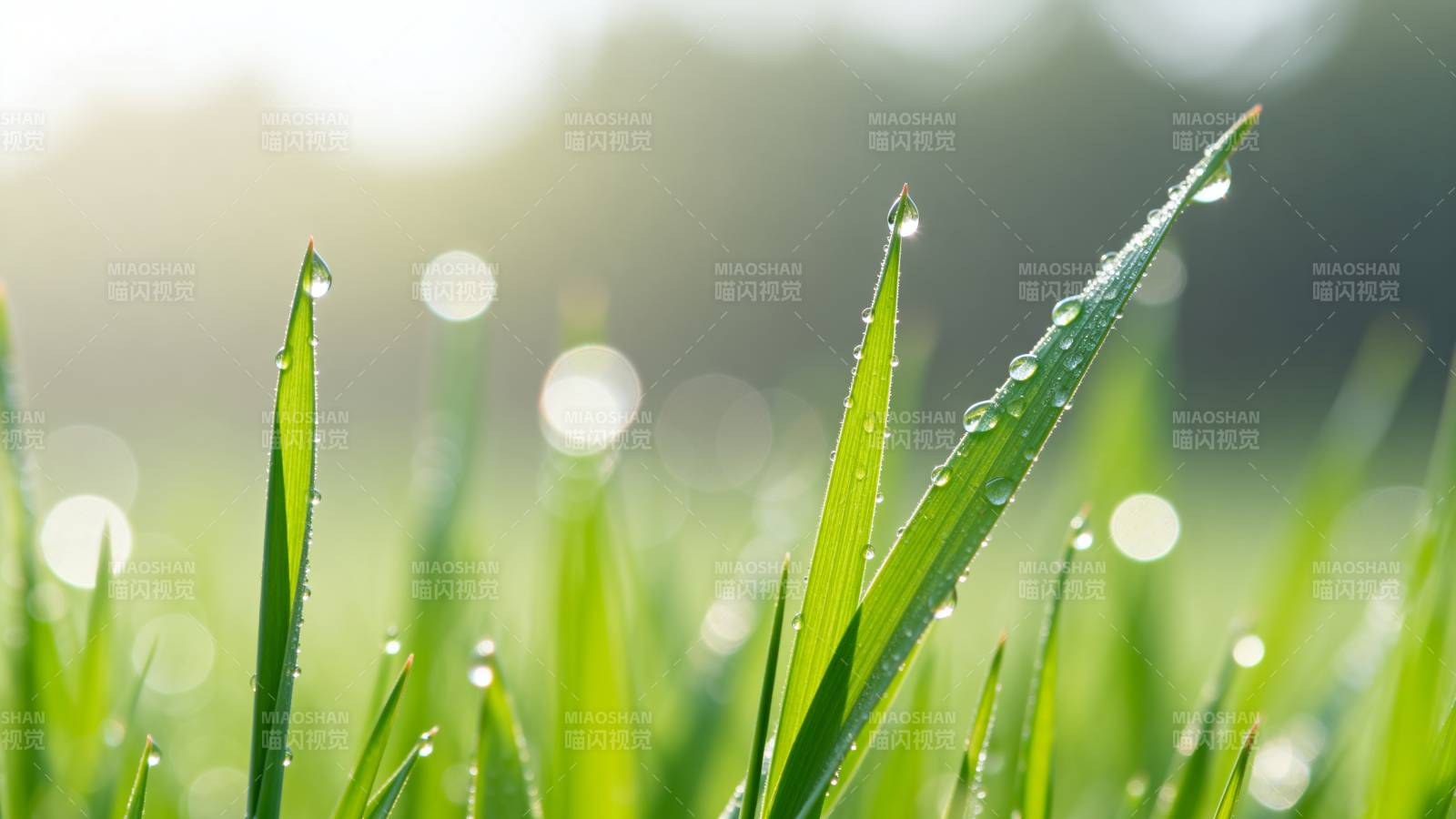 晨露绿草图片