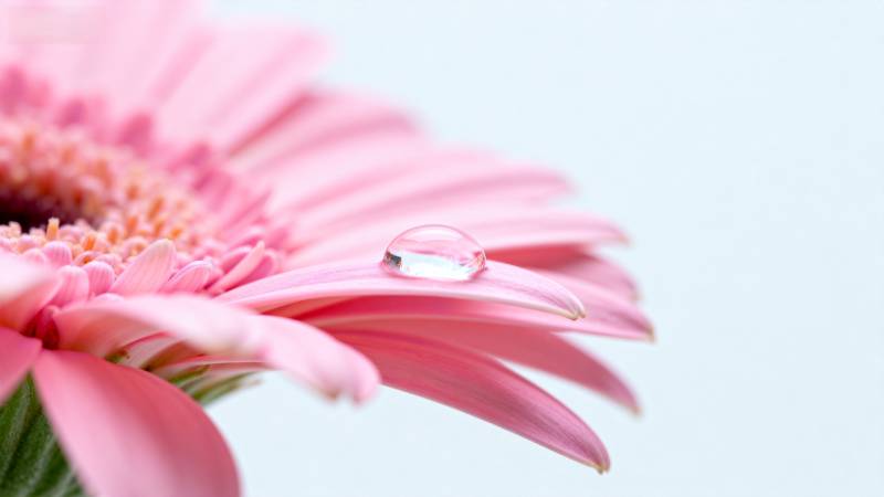粉菊上的露珠图片