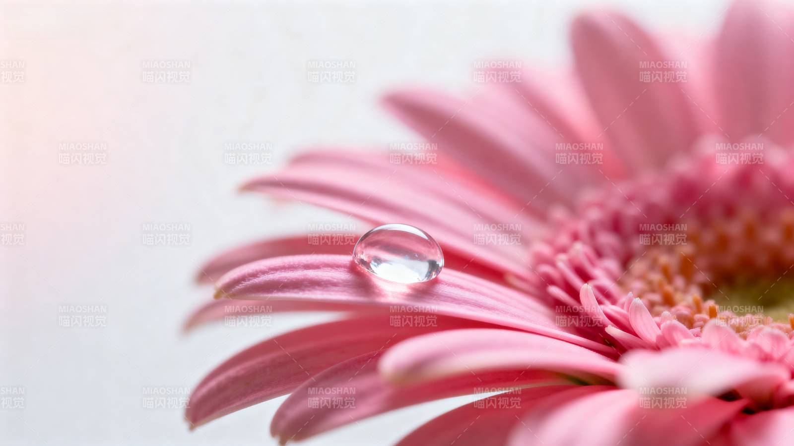 露珠映粉花图片