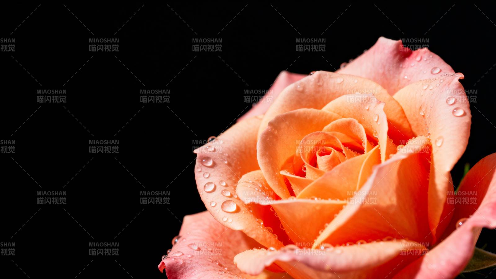 露珠玫瑰绽放图片