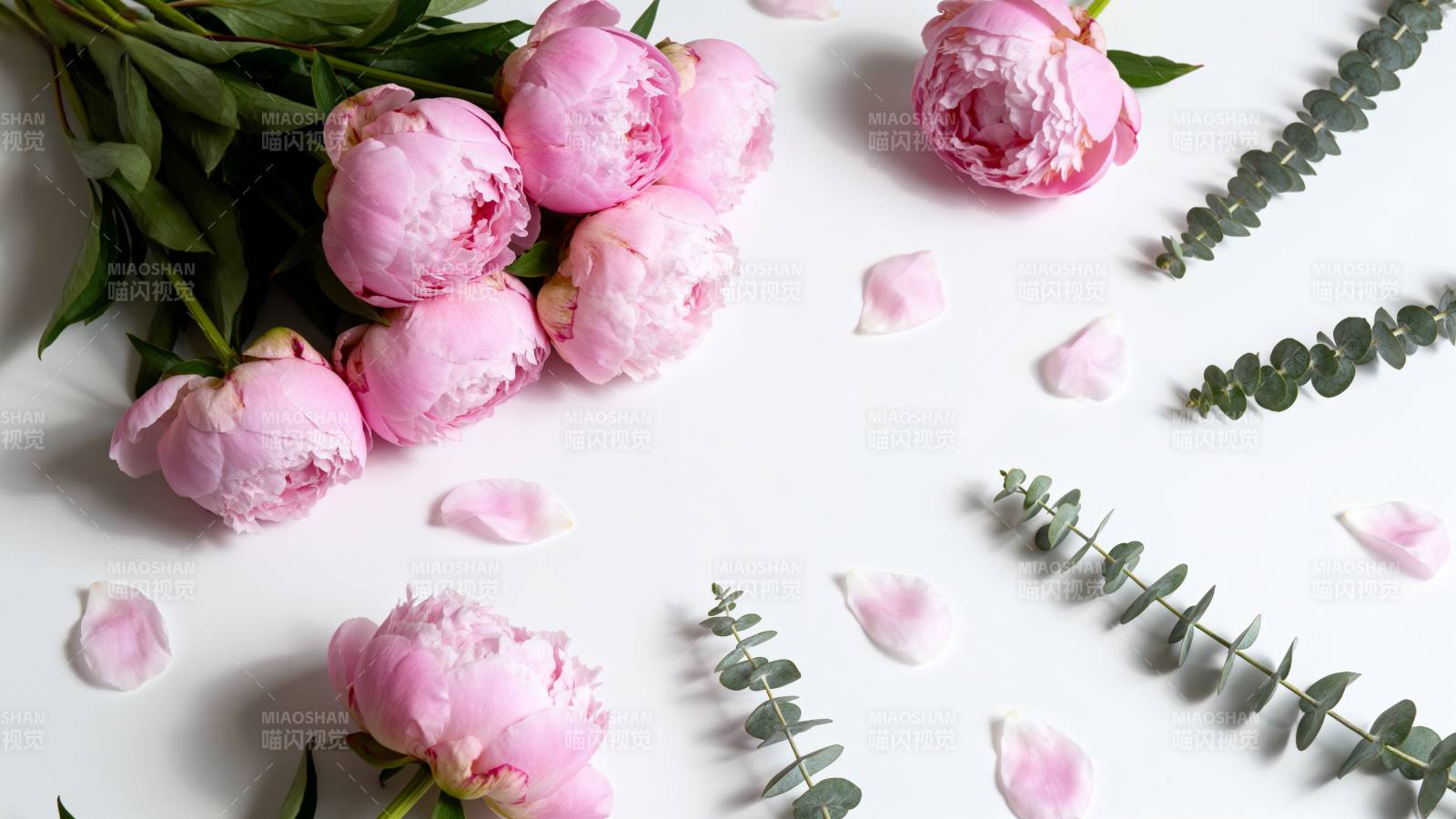 粉玫瑰与绿叶静谧绽放图片