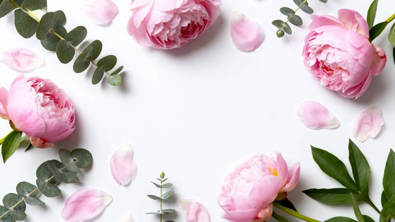 粉色玫瑰花环图片