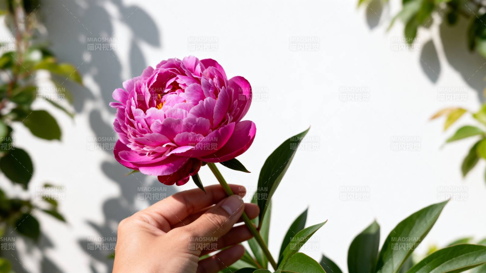 手捧粉红牡丹花图片