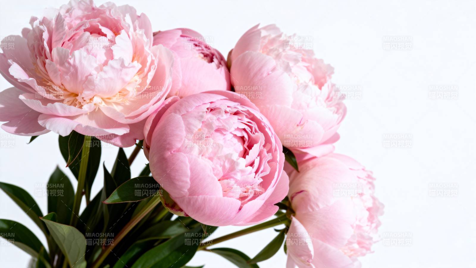 粉嫩牡丹绽放图片