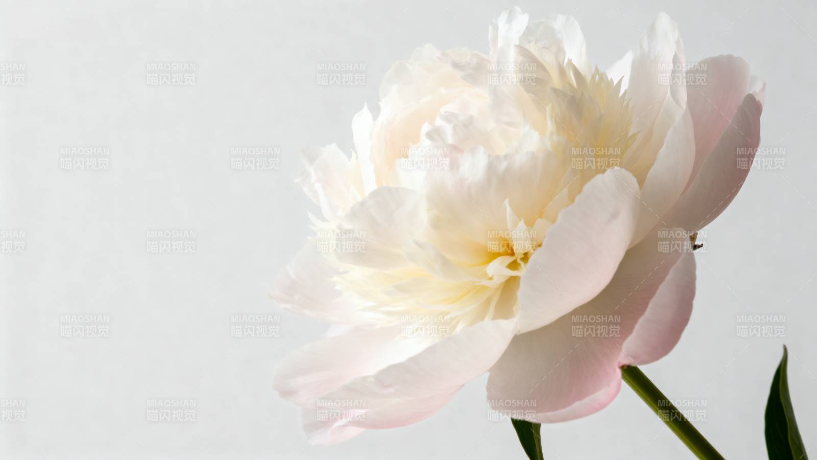 淡雅白牡丹绽放图片