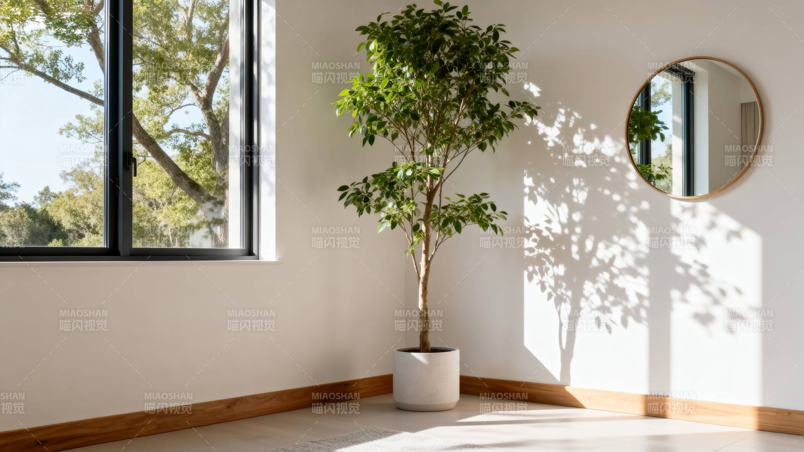 阳光下的绿植角落图片