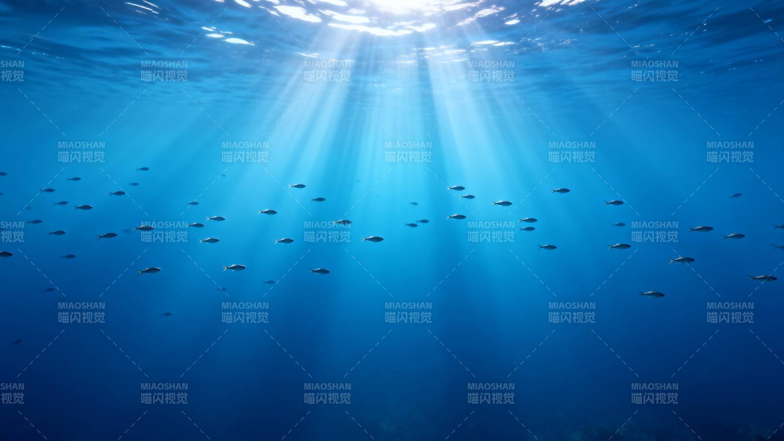 海底阳光鱼群图片