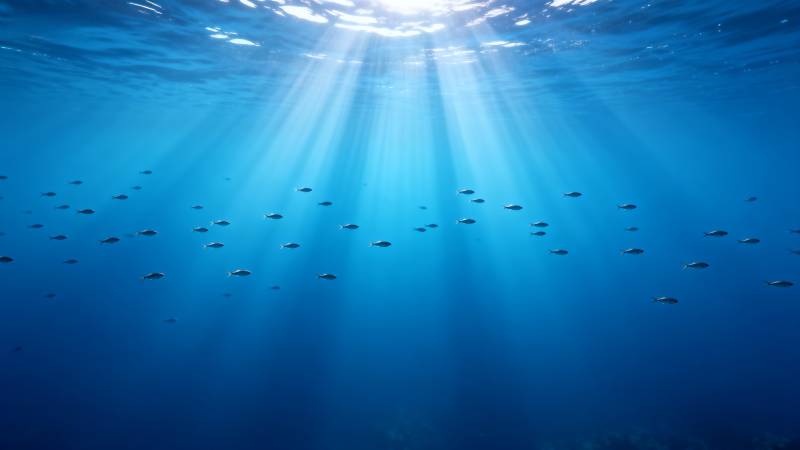 海底阳光鱼群图片