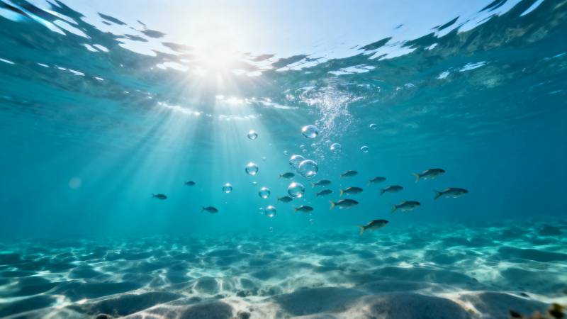 海底阳光鱼群游图片