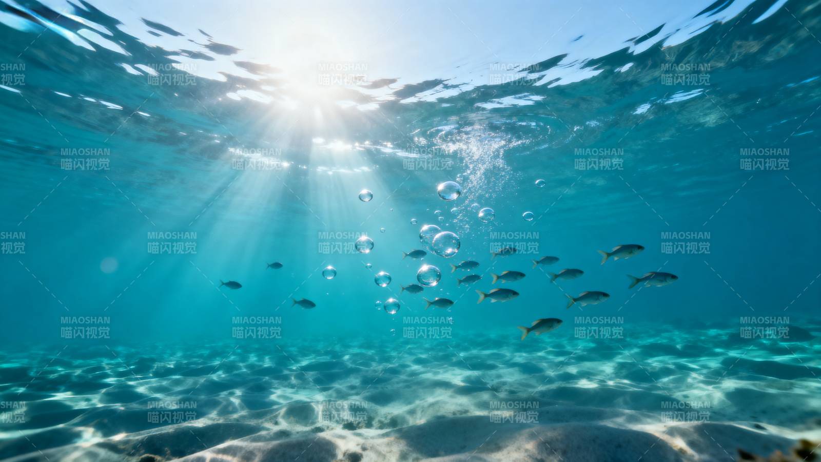 海底阳光鱼群游图片