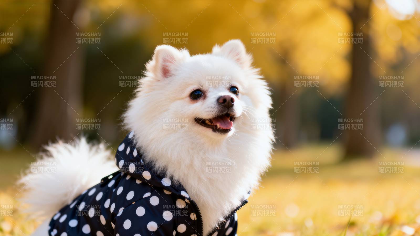 萌犬秋日写真图片