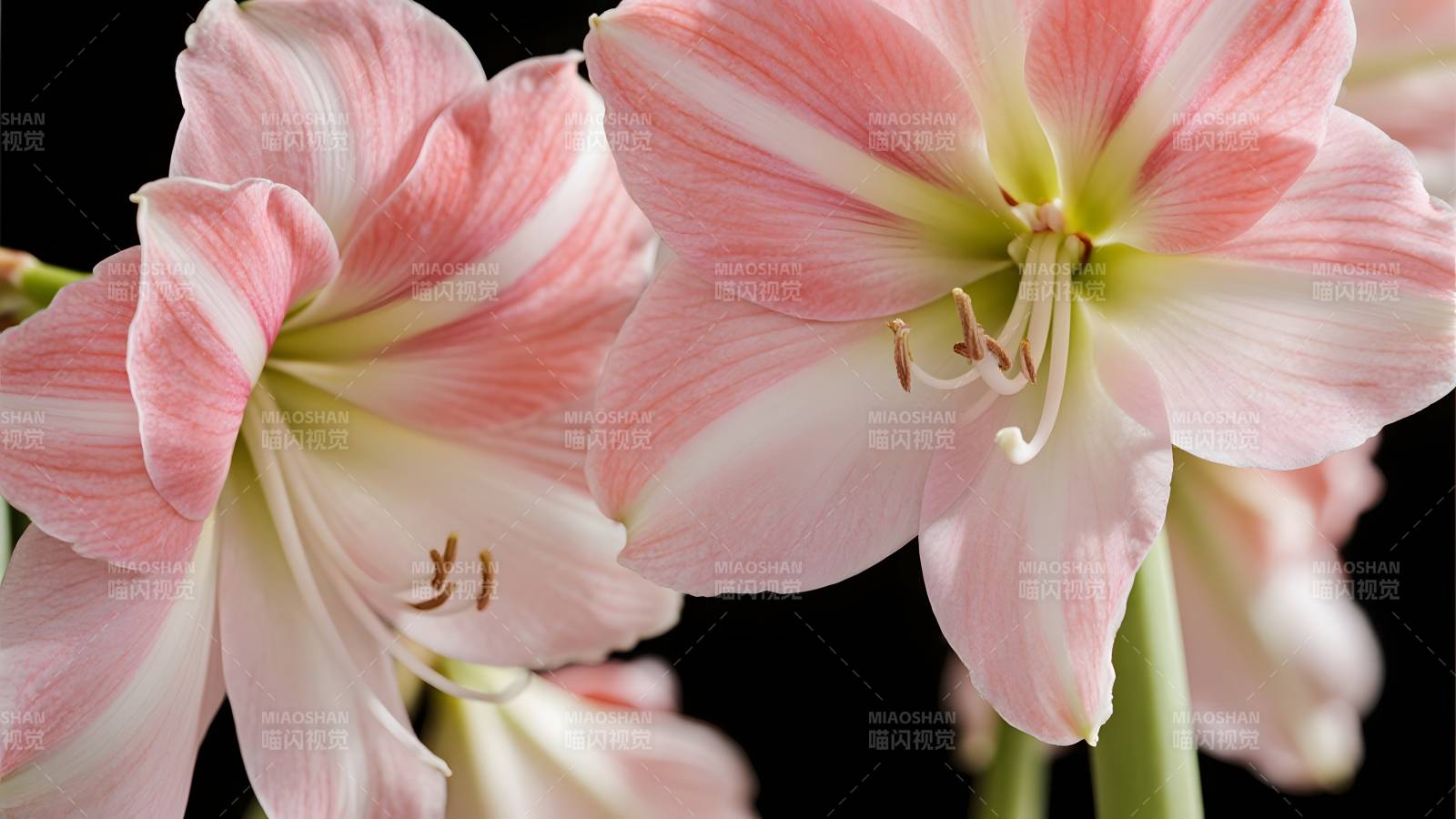 粉白相间的朱顶红图片