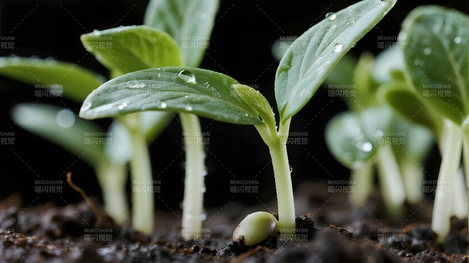 嫩芽破土而出图片