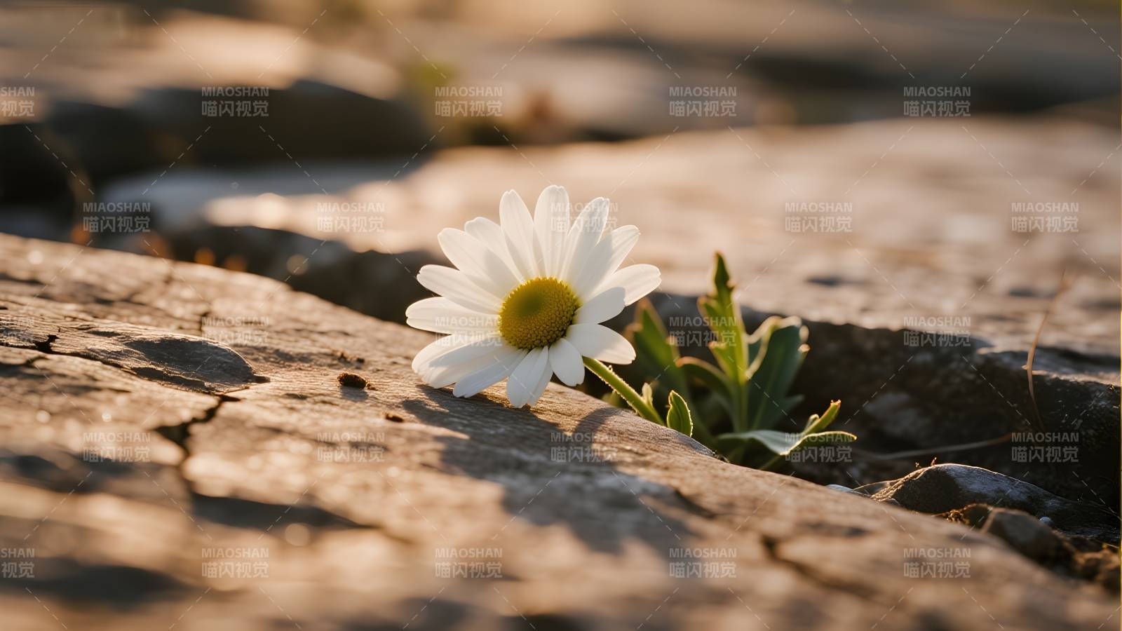 石缝中的小雏菊图片