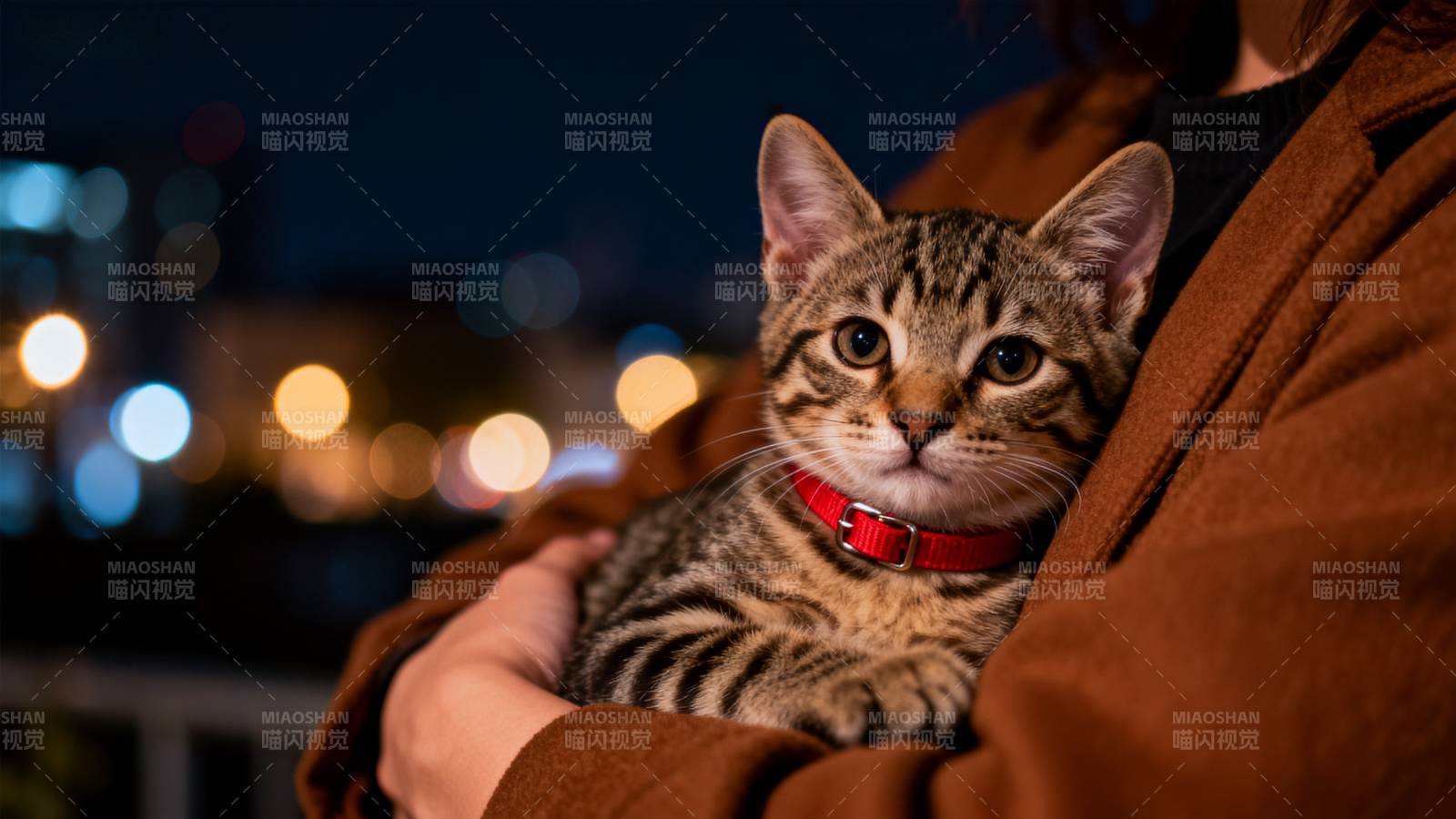 夜色中的小猫图片