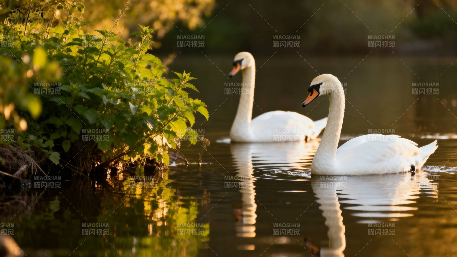 湖畔双天鹅图片
