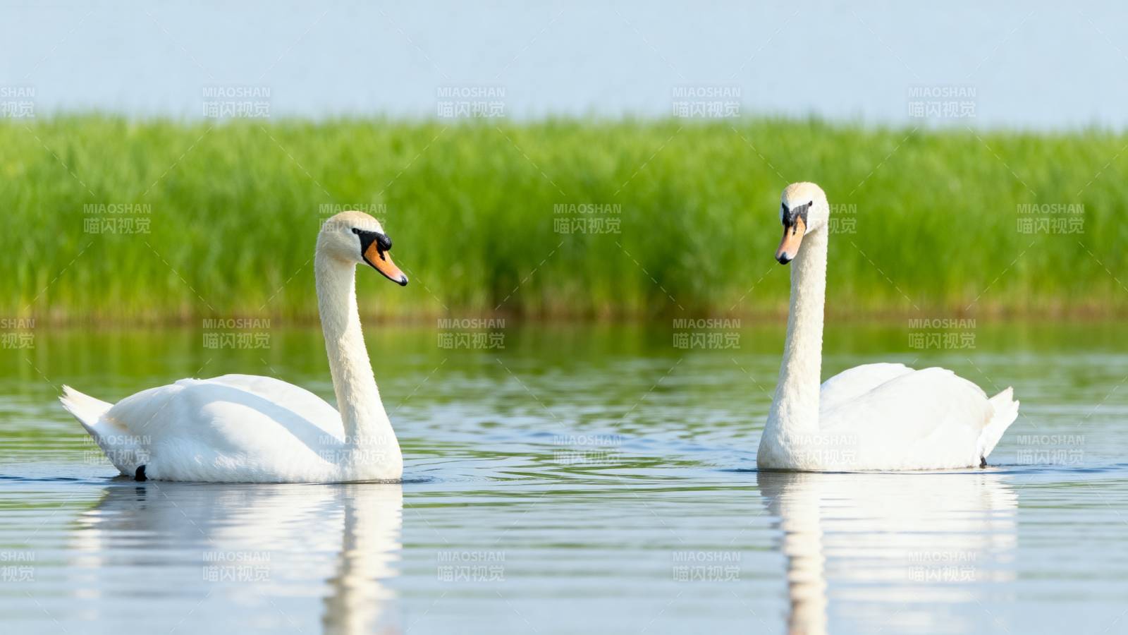 双鹅湖上共舞图片