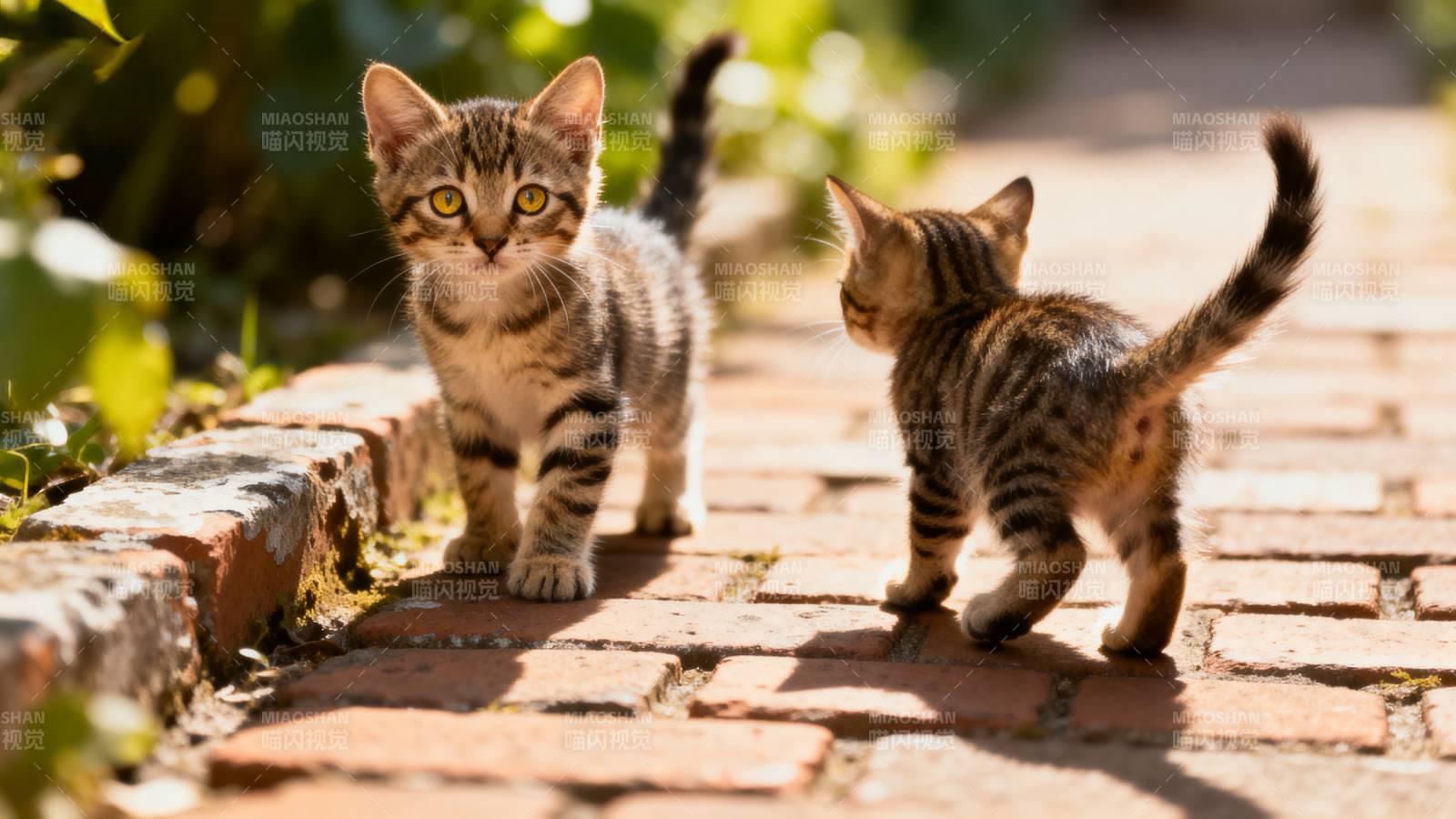 两只小猫在砖路上图片