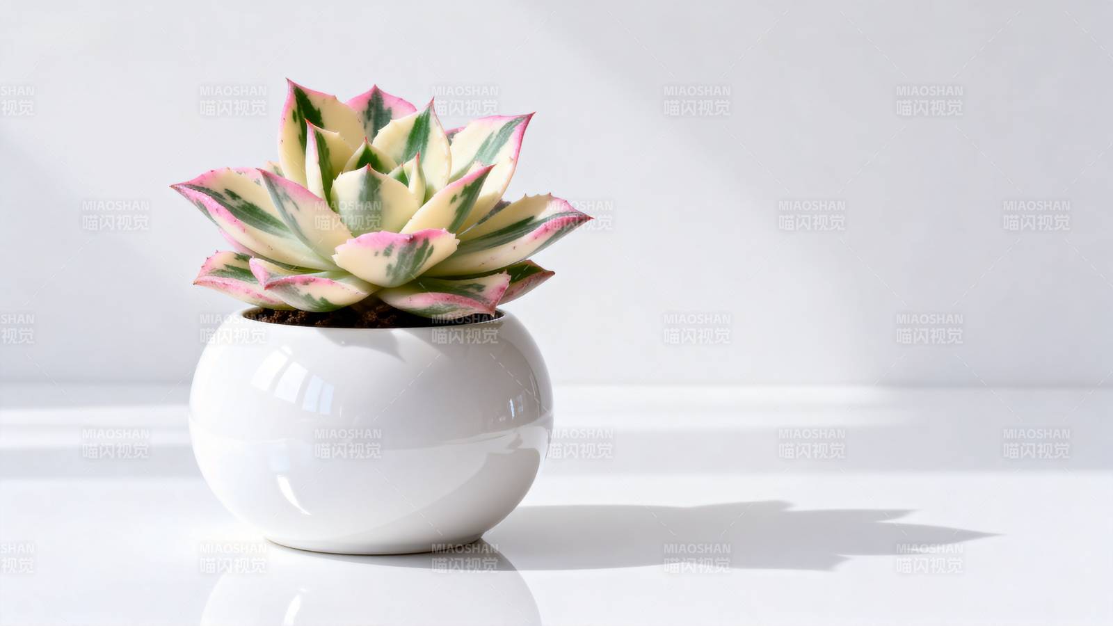 多肉植物盆栽图片