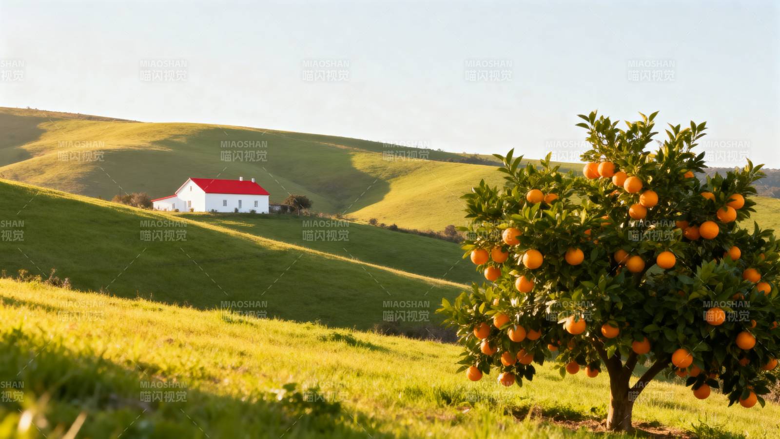 橙树与田园小屋图片