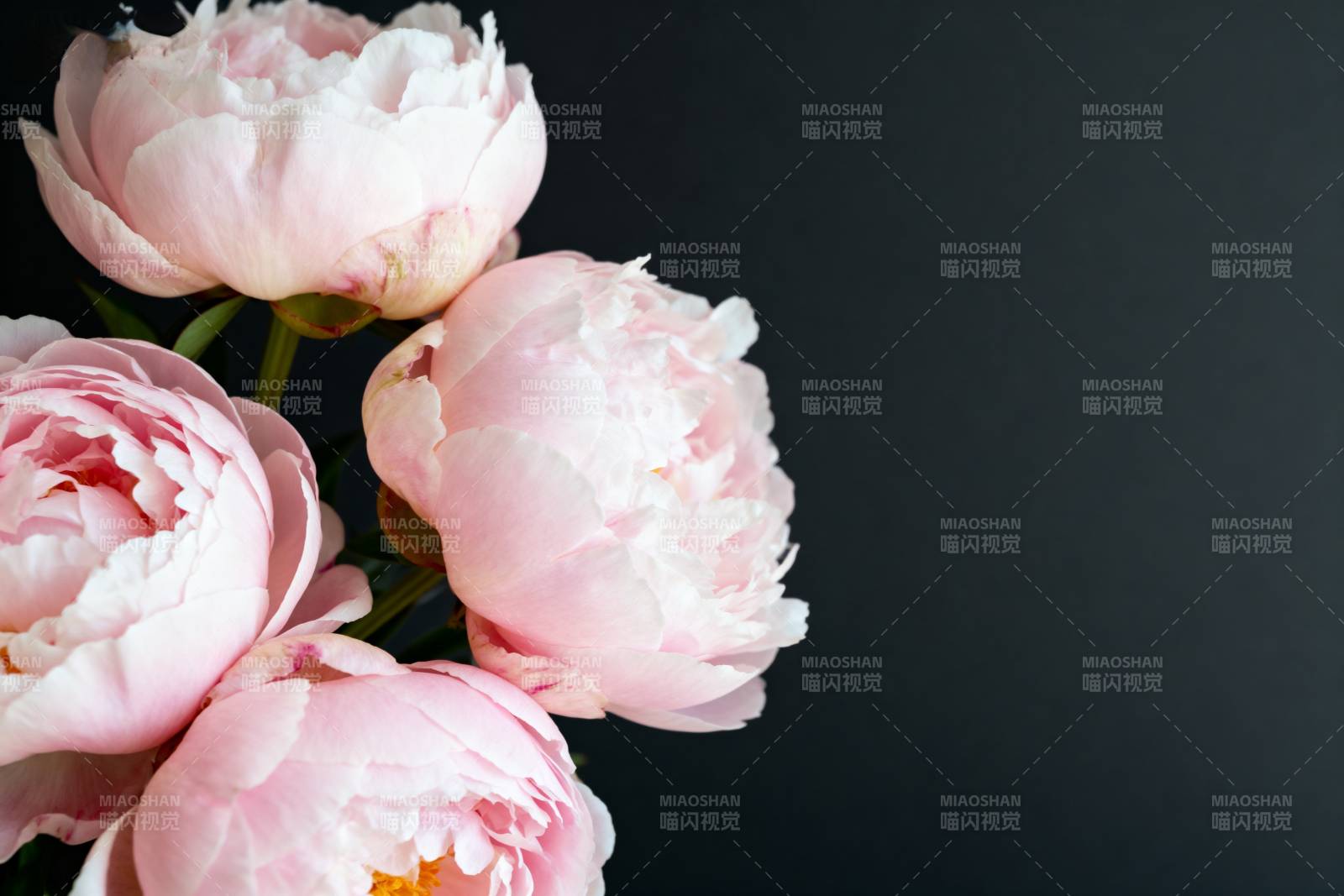 粉嫩牡丹绽放图片