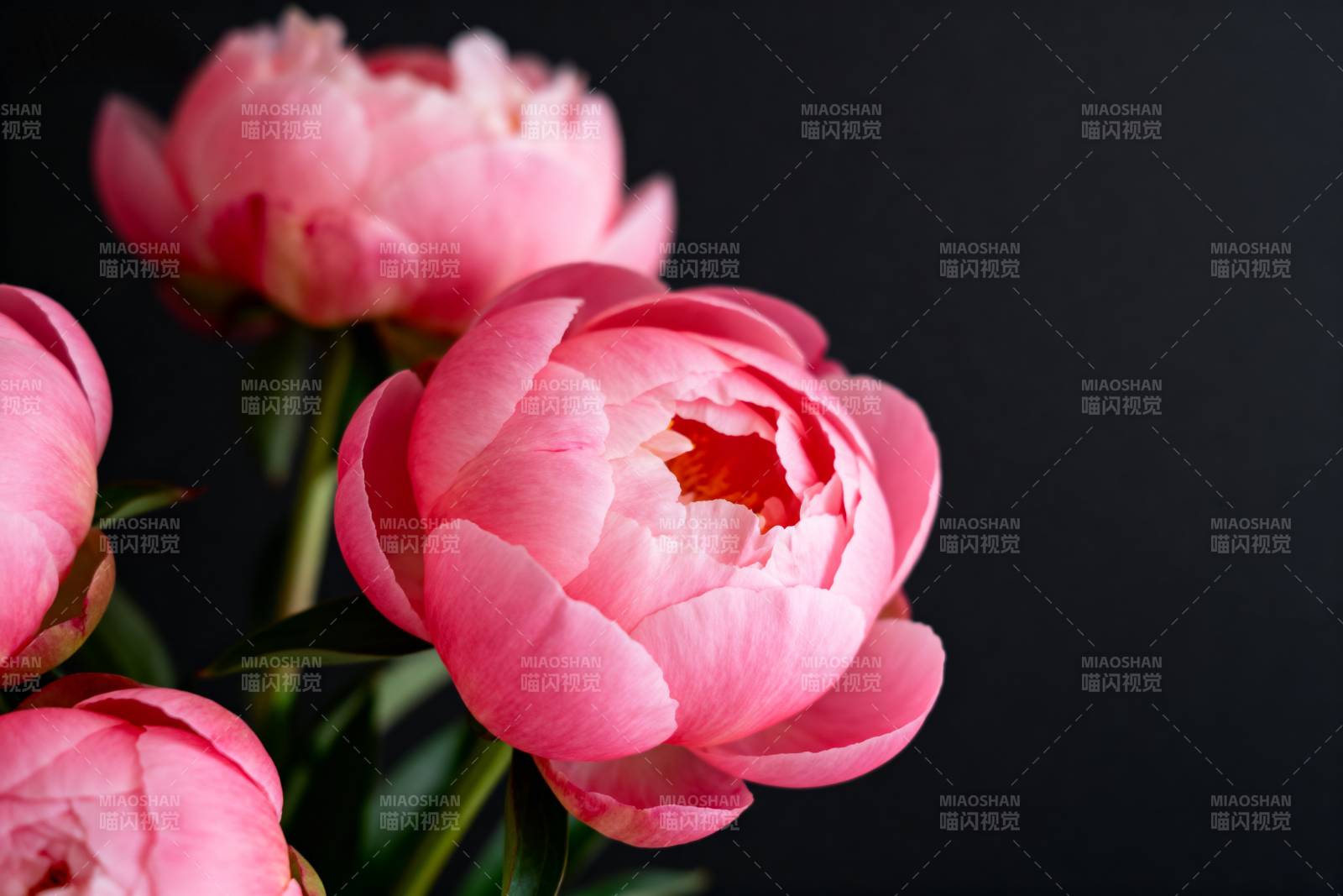 粉红牡丹绽放图片