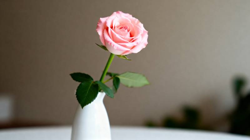 粉玫瑰静谧绽放图片