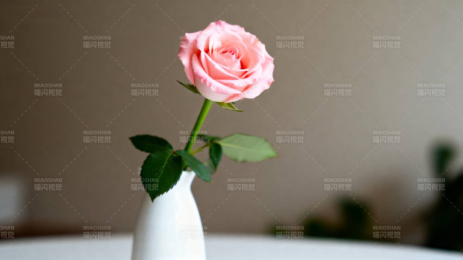 粉玫瑰静谧绽放图片