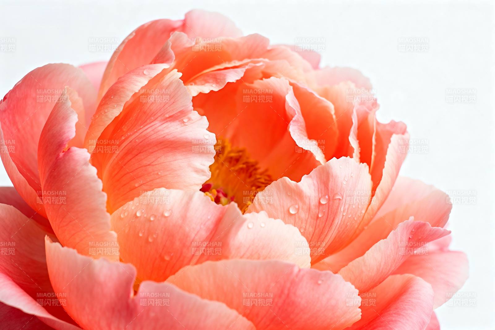 粉红牡丹绽放图片