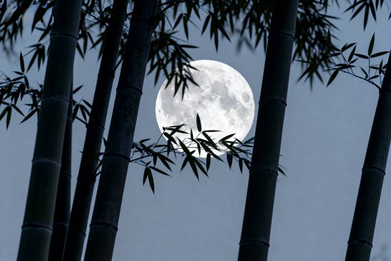 竹影映月图片