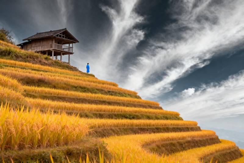 梯田秋色 屋影云天图片