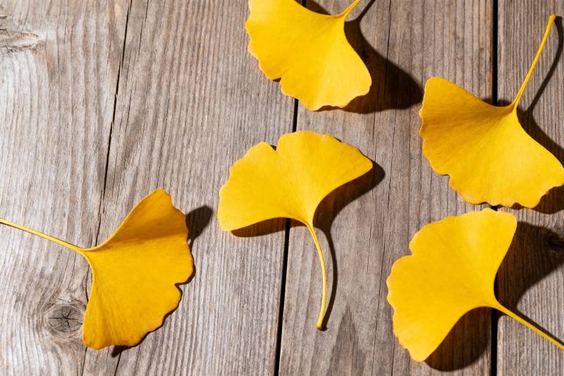 银杏叶秋意浓图片