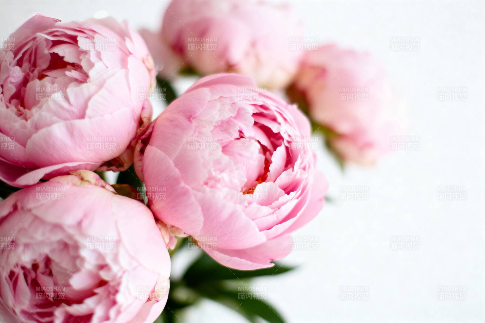 粉嫩牡丹绽放图片