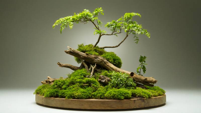 盆景艺术之美图片