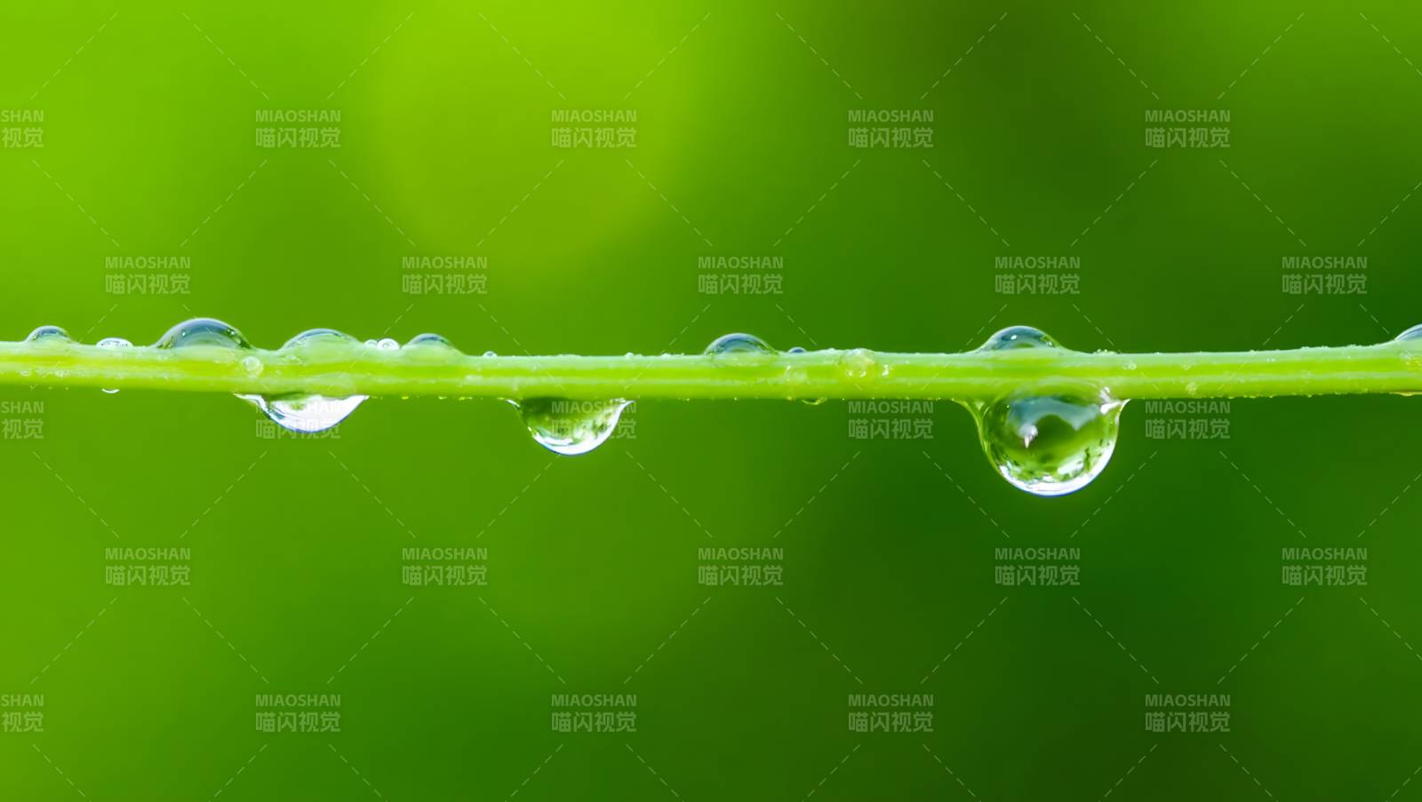 露珠挂草尖图片