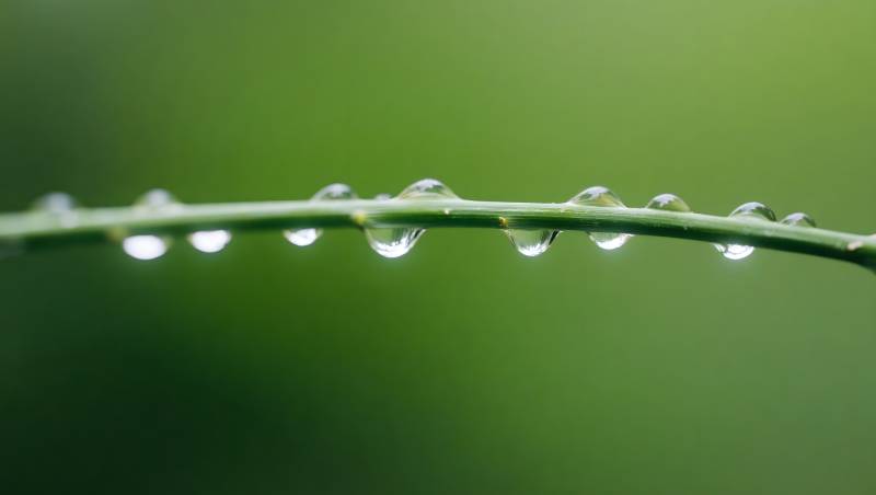 露珠轻挂绿枝头图片