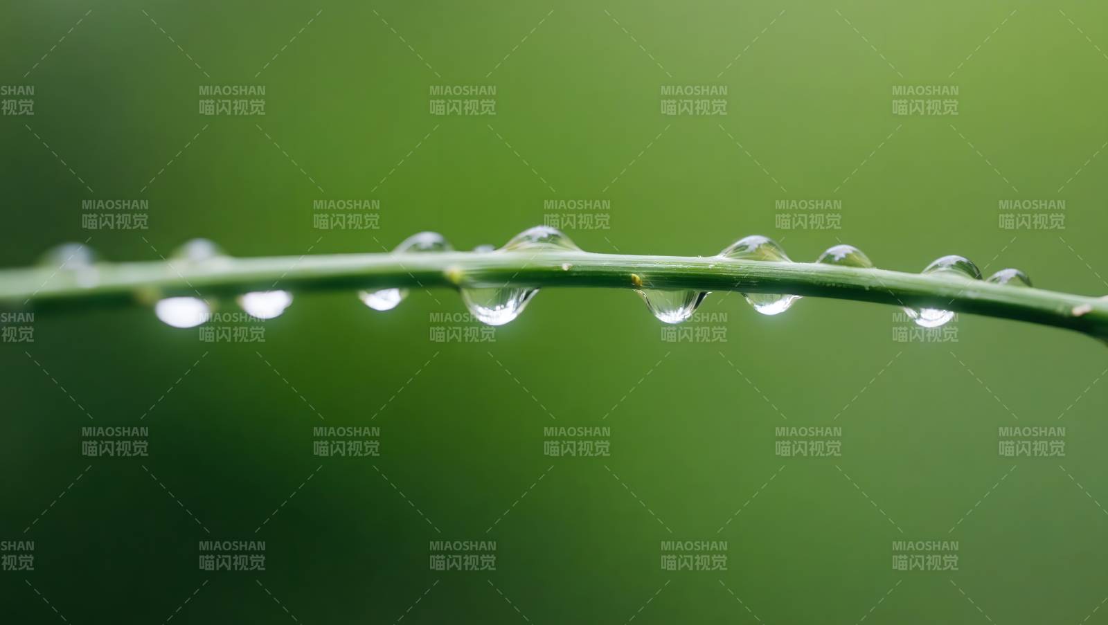 露珠轻挂绿枝头图片