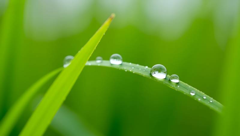 露珠草叶上图片