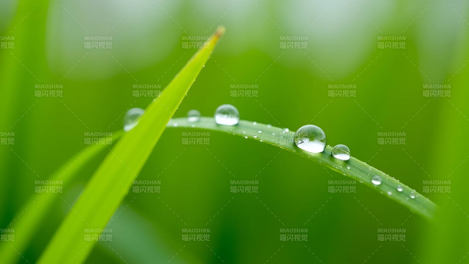 露珠草叶上图片