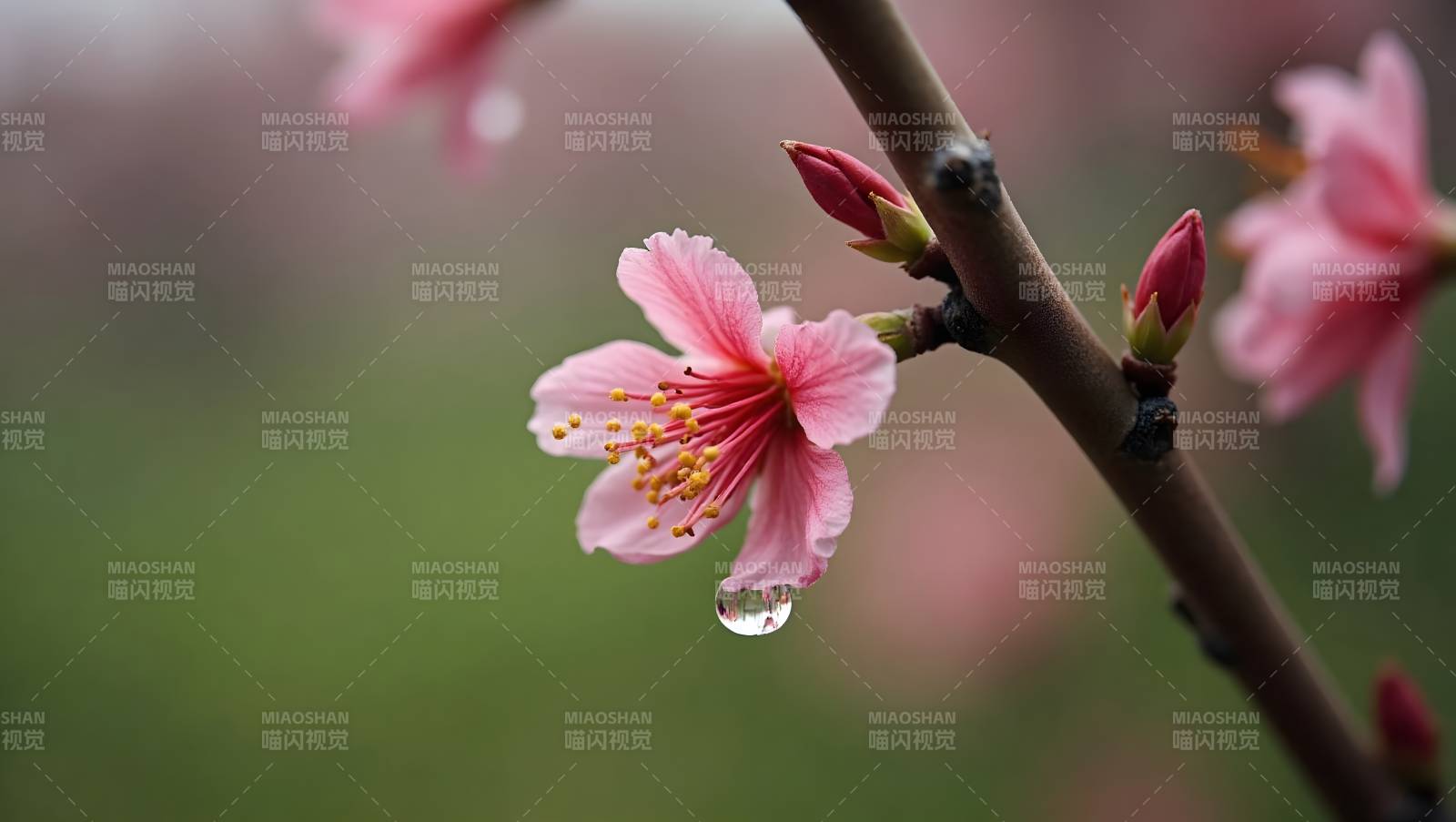 樱花含露 春意盎然图片