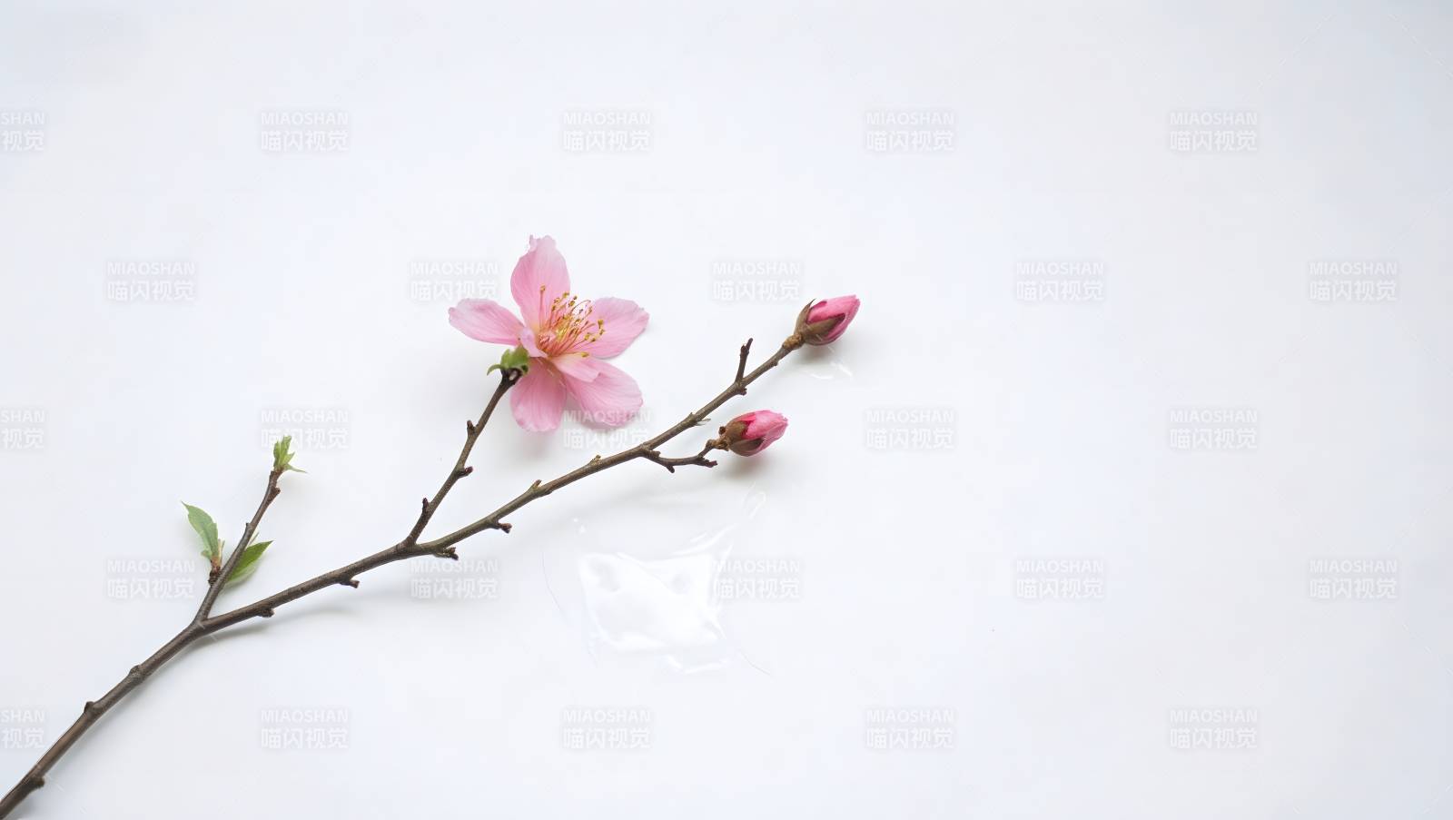 樱花枝头绽放图片