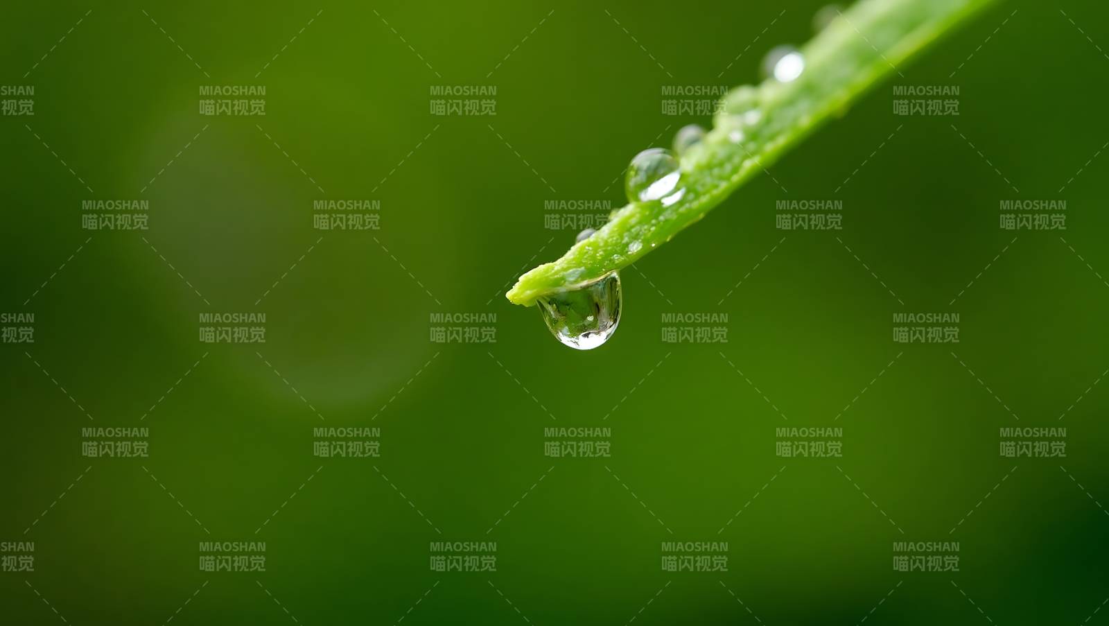 叶尖水滴晶莹图片