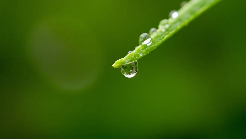 叶尖水滴晶莹图片