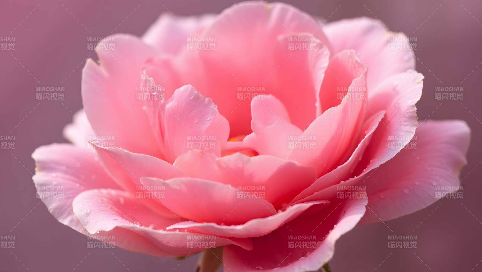 粉玫瑰绽放图片