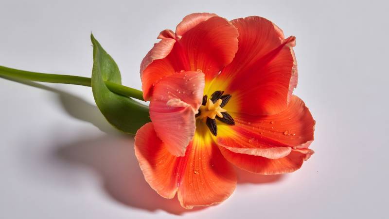 橙红郁金香绽放图片