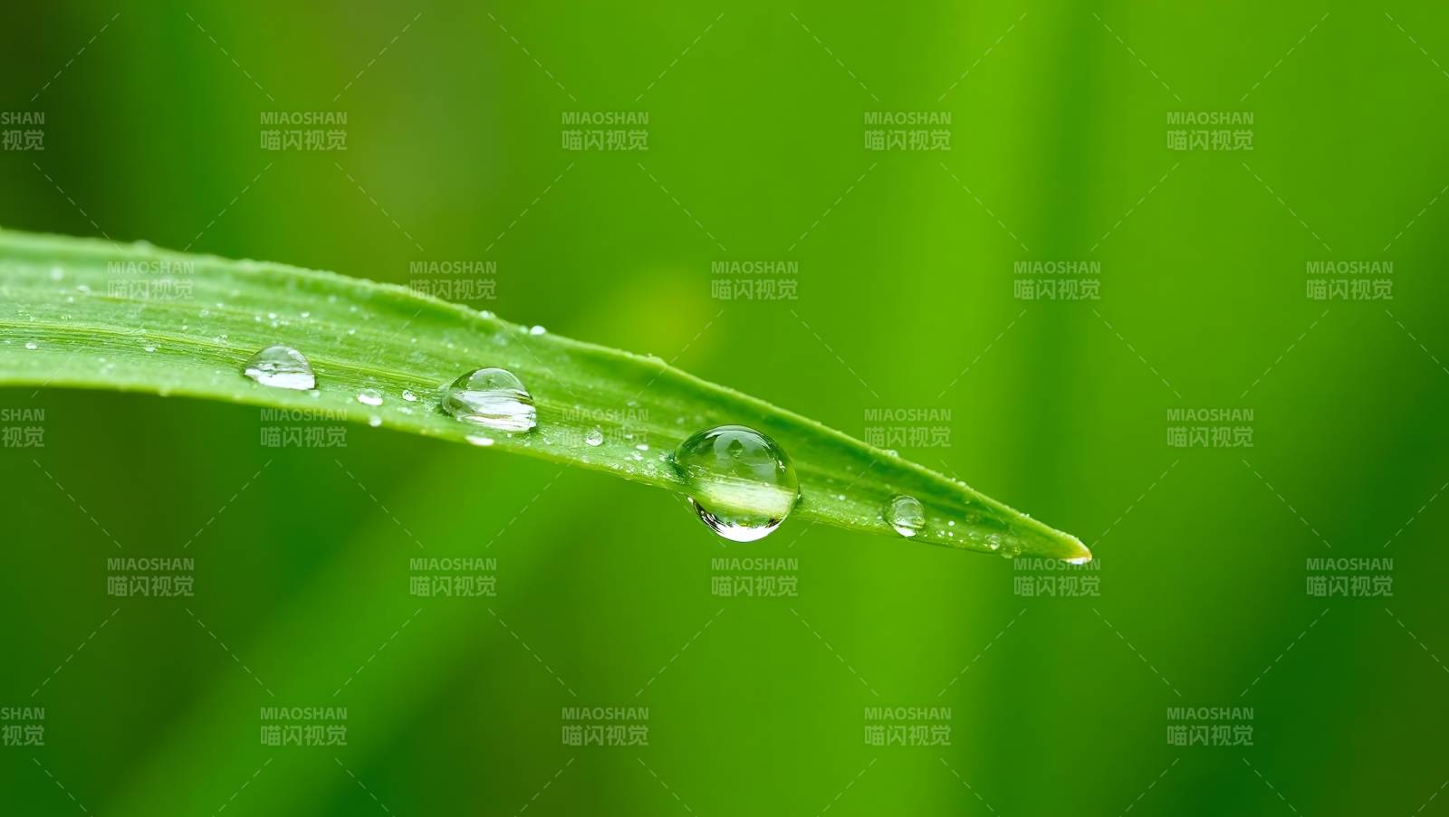 露珠凝翠叶图片