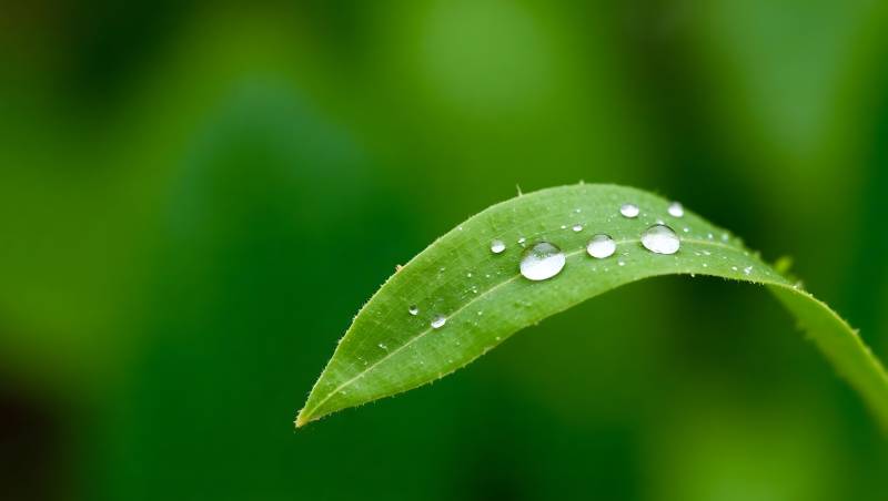 露珠叶尖图片