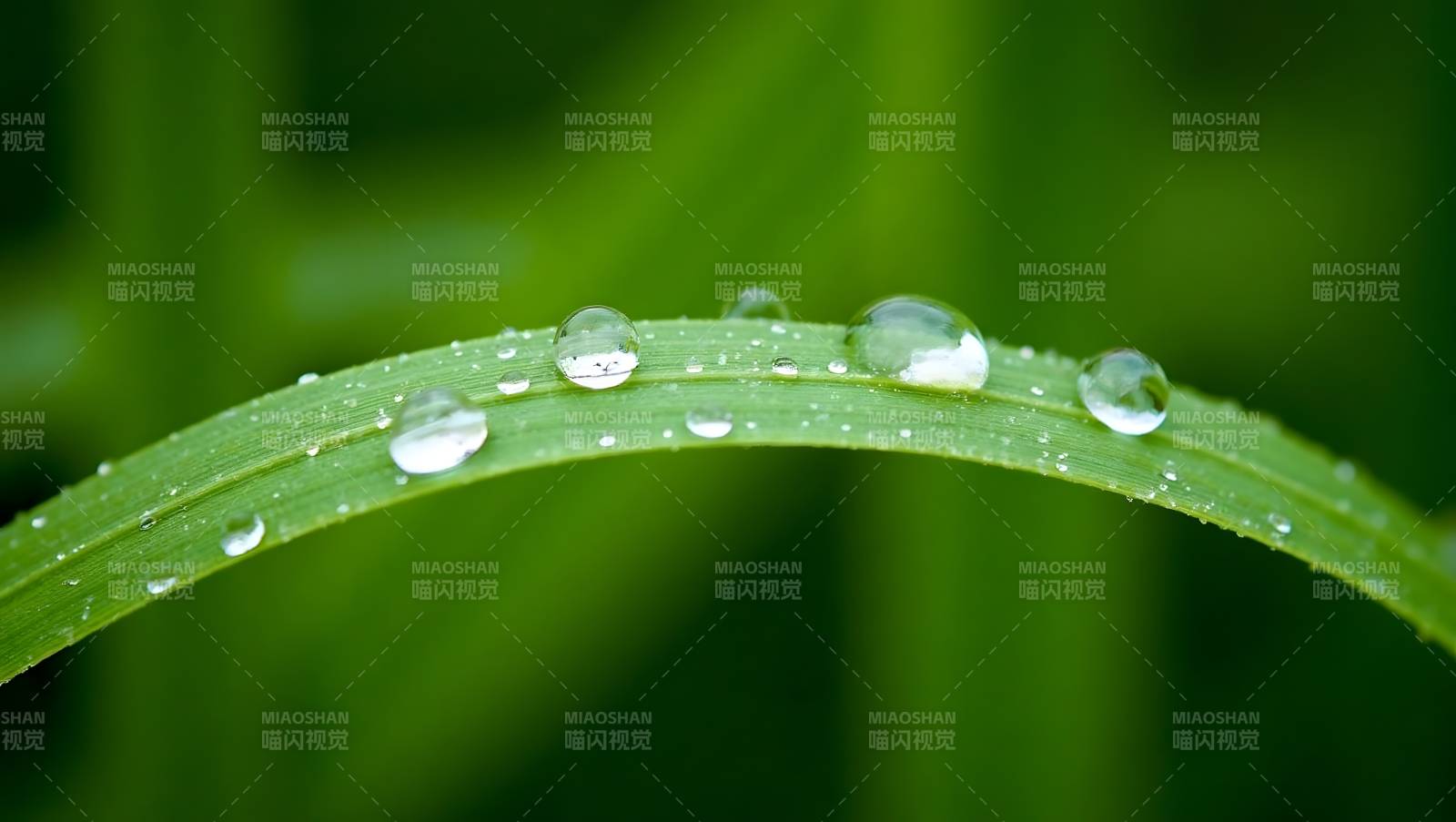 露珠草叶上图片